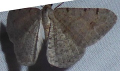 Digrammia pallidata