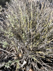 Artemisia filifolia