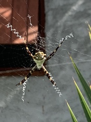Argiope argentata