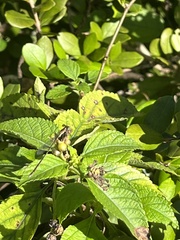 Nehalennia pallidula