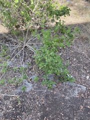 Verbenaceae