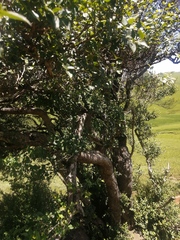 Halleria lucida