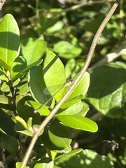 Nehalennia pallidula