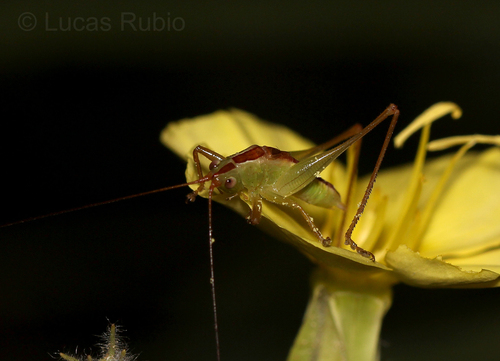 Tuyú meadow katydid