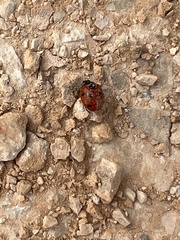 Coccinella algerica