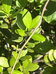 Nehalennia pallidula