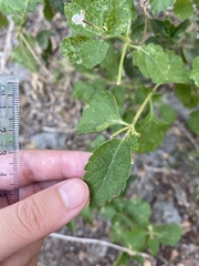 Verbenaceae