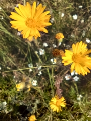 Heterotheca inuloides