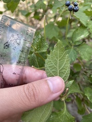 Verbenaceae