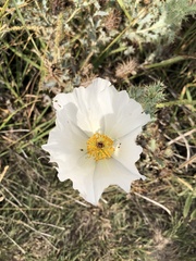 Argemone polyanthemos