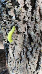 Sphingidae