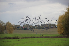 Columba livia domestica