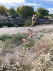 Sphaeralcea fendleri