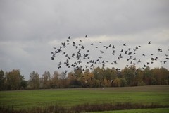 Columba livia domestica