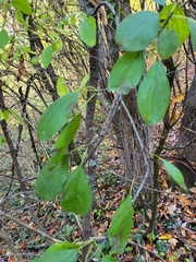 Rhamnus cathartica