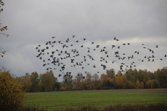 Columba livia domestica