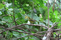 Setophaga citrina