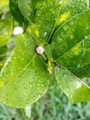 Citrus × latifolia