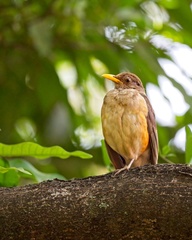 Turdus pelios