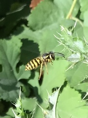 Vespula pensylvanica