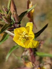 Oenothera villosa
