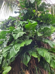 Monstera adansonii blanchetii