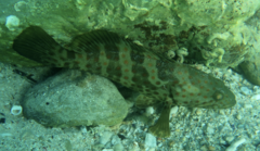 Epinephelus coioides