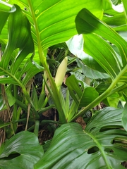 Monstera adansonii blanchetii