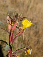 Oenothera villosa