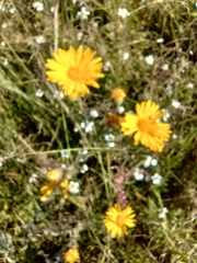 Heterotheca inuloides