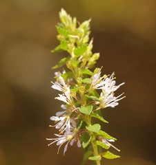 Agathosma tabularis