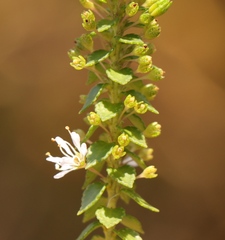 Agathosma tabularis