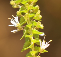 Agathosma tabularis