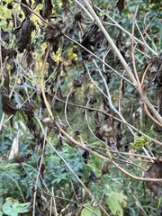 Verbesina alternifolia