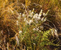 Agathosma tabularis