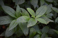 Cercospora mercurialis