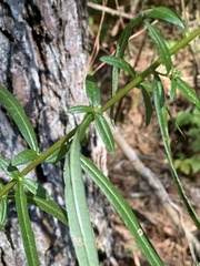 Helianthus angustifolius