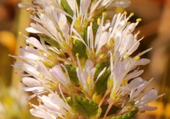 Agathosma tabularis