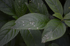 Cercospora mercurialis