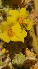 Verbascum sinaiticum
