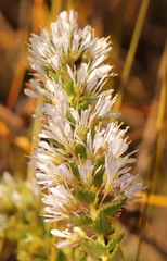 Agathosma tabularis