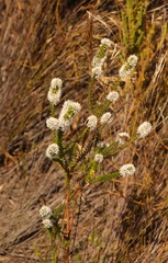 Agathosma tabularis
