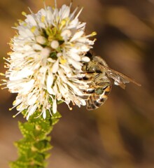 Apis mellifera capensis