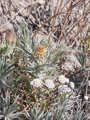 Carlina xeranthemoides image