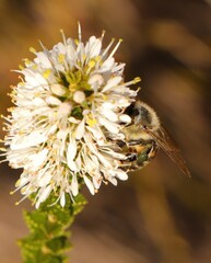 Apis mellifera capensis