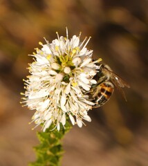 Apis mellifera capensis