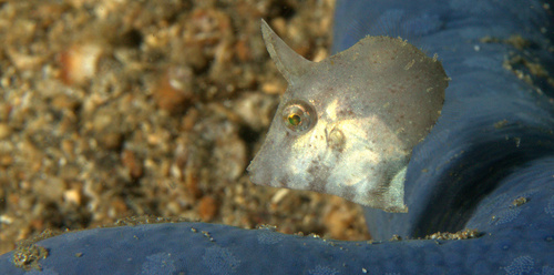 Blackstriped filefish (Paramonacanthus pusillus) — Monacanthidae — 4