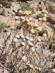 Carlina xeranthemoides image