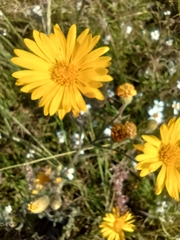 Heterotheca inuloides