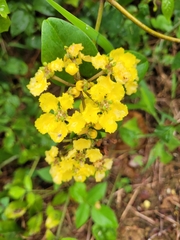 Stigmaphyllon blanchetii